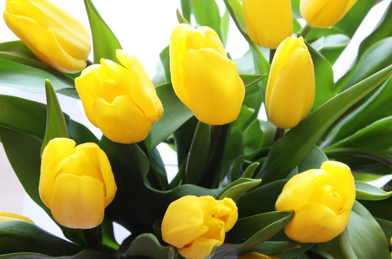 Yellow Tulips in Bouquet