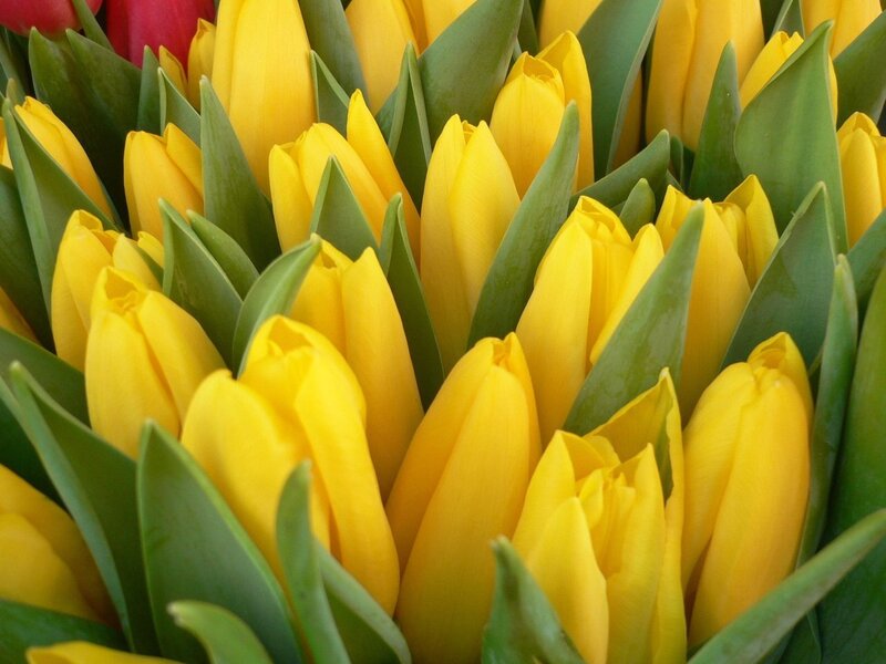 Yellow Tulips in Bouquet — Vibrant