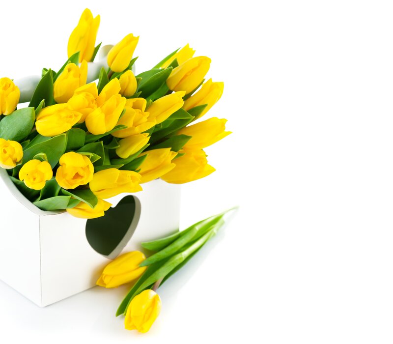 Yellow Tulips in Box — Bright