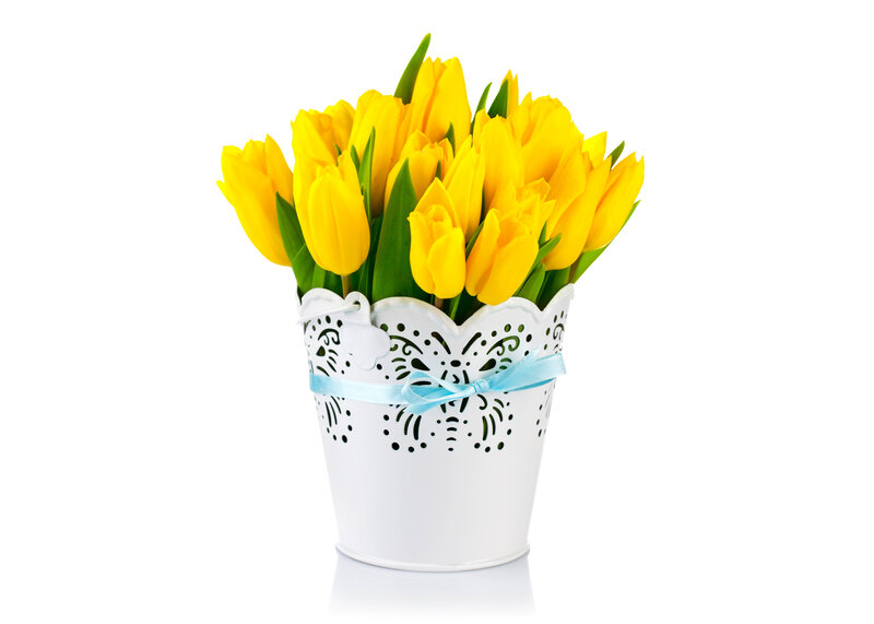 Yellow Tulips in Bucket — Bright