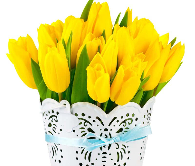 Yellow Tulips in Bucket