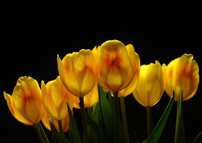 Yellow tulips in dark background