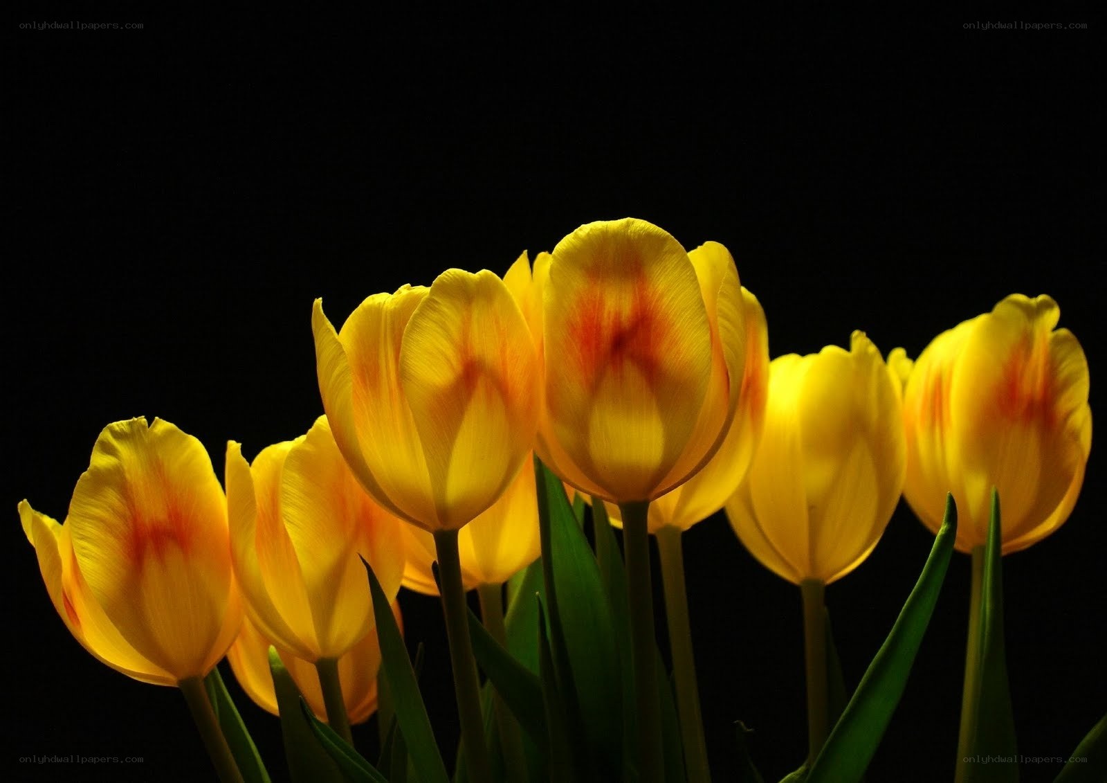 Yellow tulips in dark background