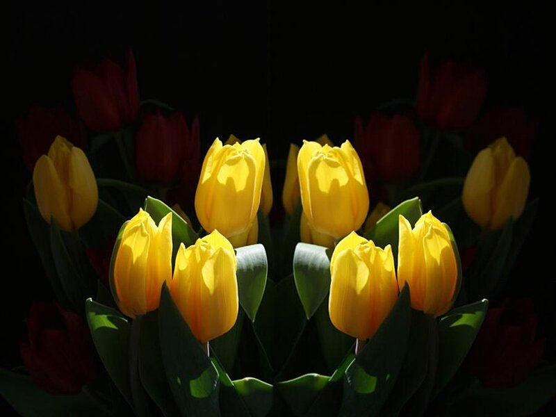 Yellow Tulips in Dark — Dramatic, Photograph