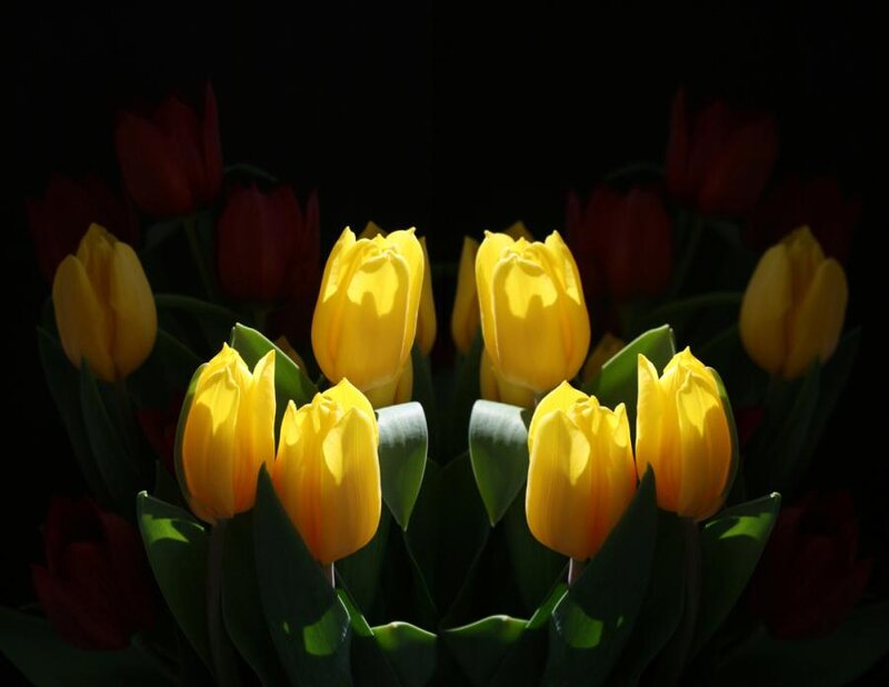 Yellow Tulips in Dark — Dramatic