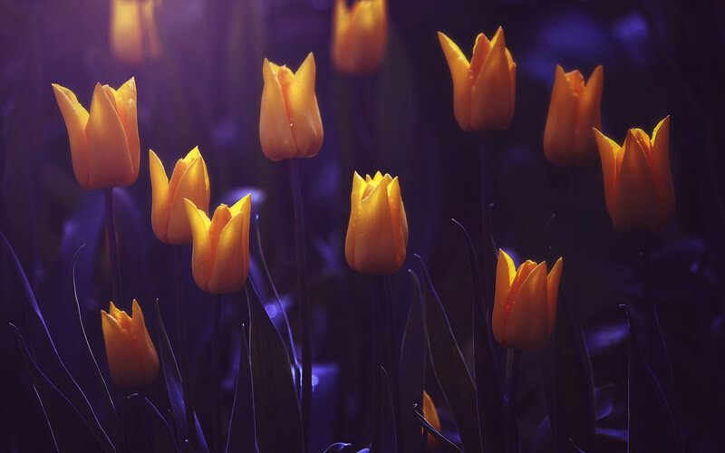 Yellow Tulips in Dark — Orange