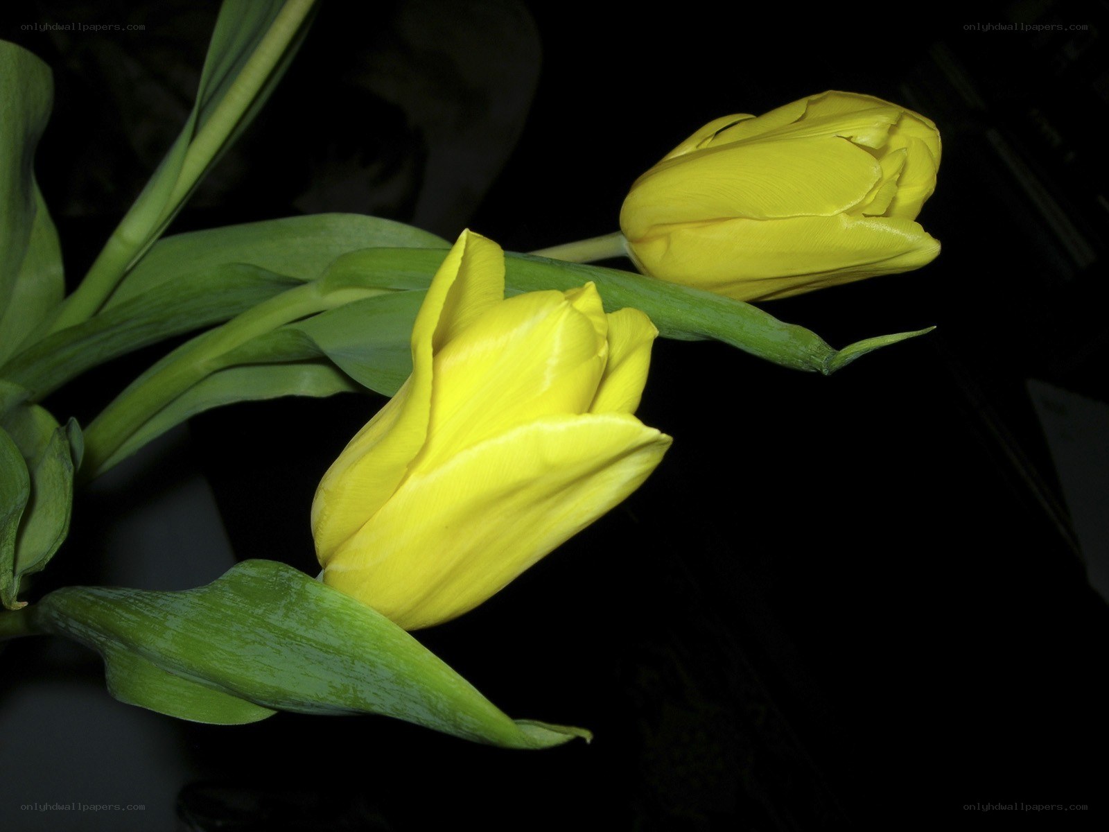 Yellow tulips in dark setting