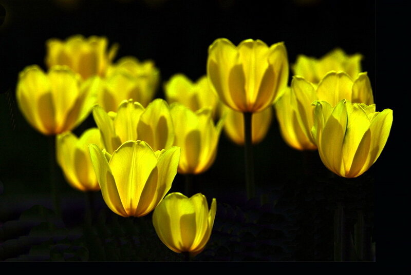 Yellow Tulips in Dark