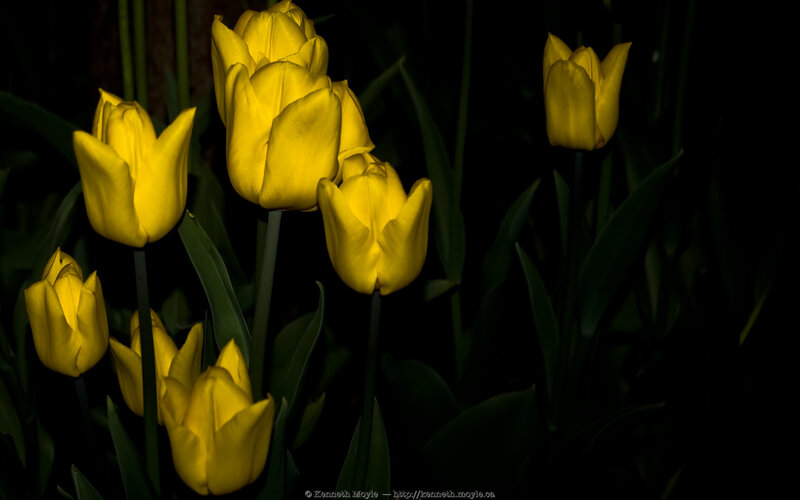 Yellow tulips in darkness