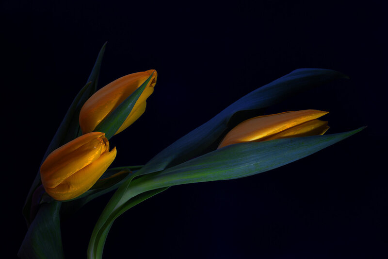 Yellow Tulips in Darkness — Dramatic, Night