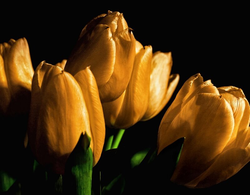 Yellow Tulips in Darkness — Dramatic
