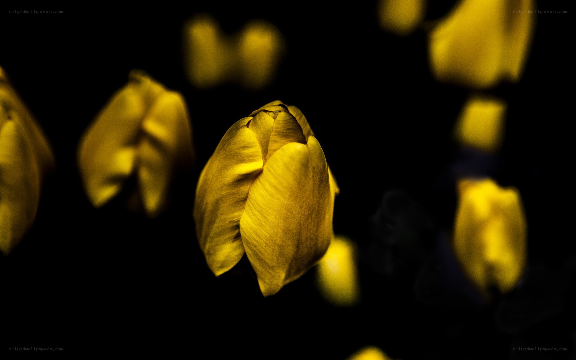 Yellow tulips in darkness