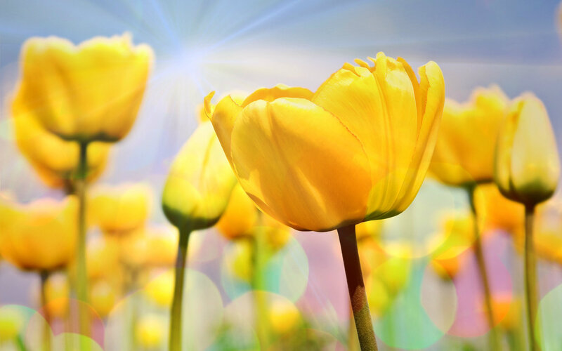 Yellow Tulips in Field — Bright, Morning