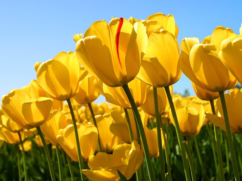 Yellow Tulips in Field — Bright, Spring, Photograph, Blue Sky, Green Stems