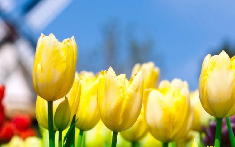Yellow Tulips in Field — Bright, Spring, Photograph, Blue Sky