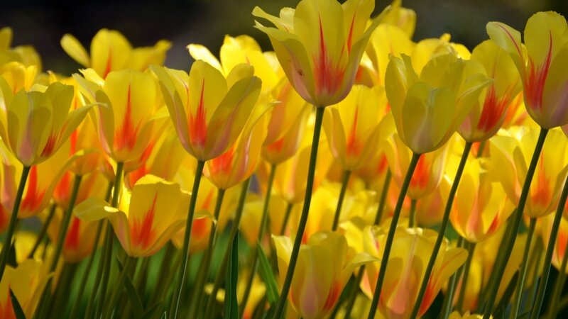 Yellow Tulips in Field — Bright, Spring, Photograph, Flowers