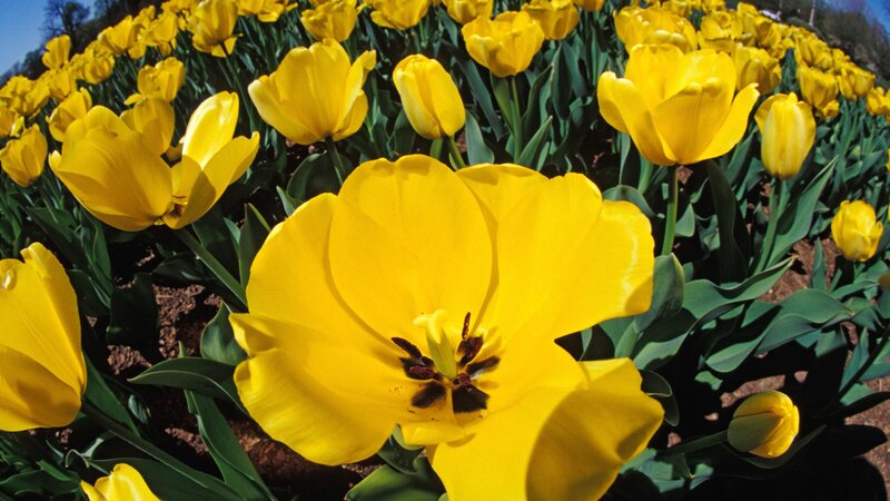 Yellow Tulips in Field — Bright, Spring, Photograph, Green Leaves