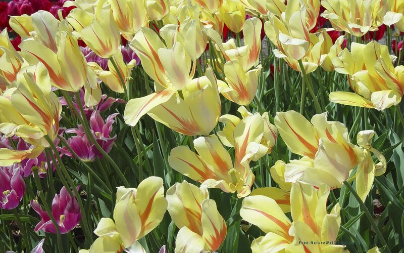 Yellow Tulips in Field — Bright, Spring, Photograph, Purple Flowers