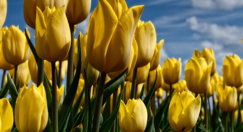 Yellow Tulips in Field — Bright, Spring, Photograph, Sky, Clouds