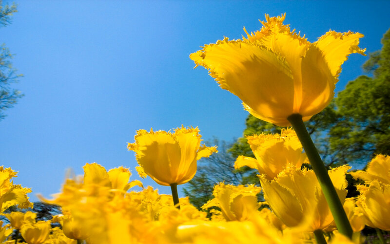 Yellow Tulips in Field — Bright, Spring, Photograph, Sky