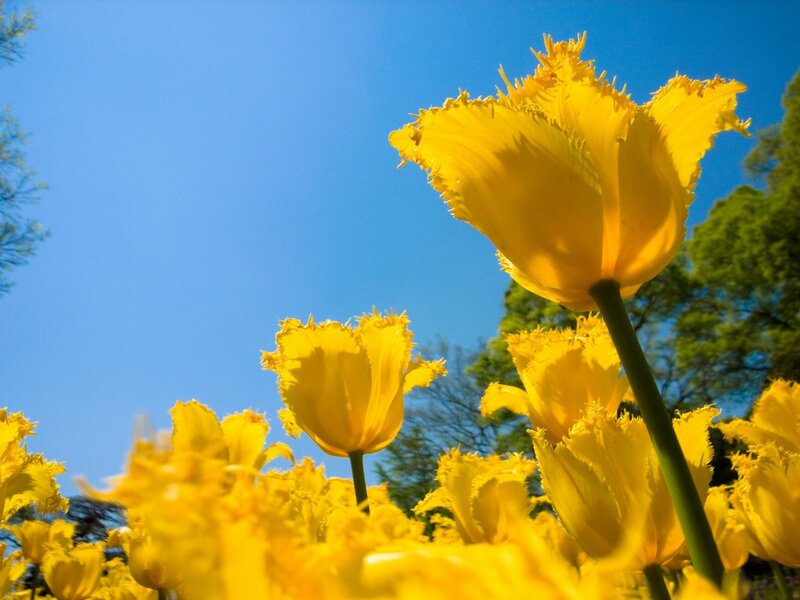 Yellow Tulips in Field — Bright, Spring, Photograph, Sky, Trees