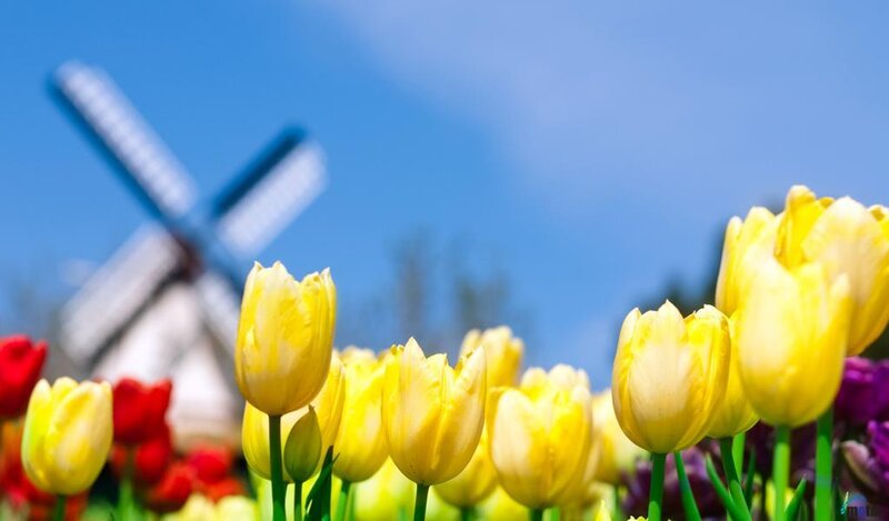 Yellow Tulips in Field — Bright, Spring, Photograph