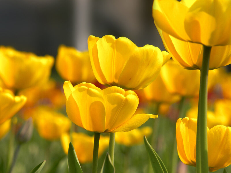 Yellow Tulips in Field — Bright, Spring