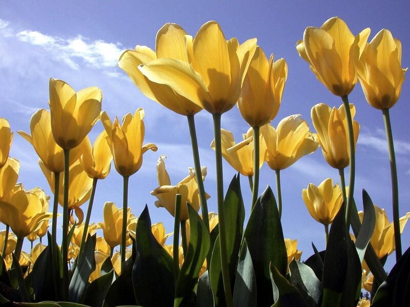 Yellow Tulips in Field — Bright