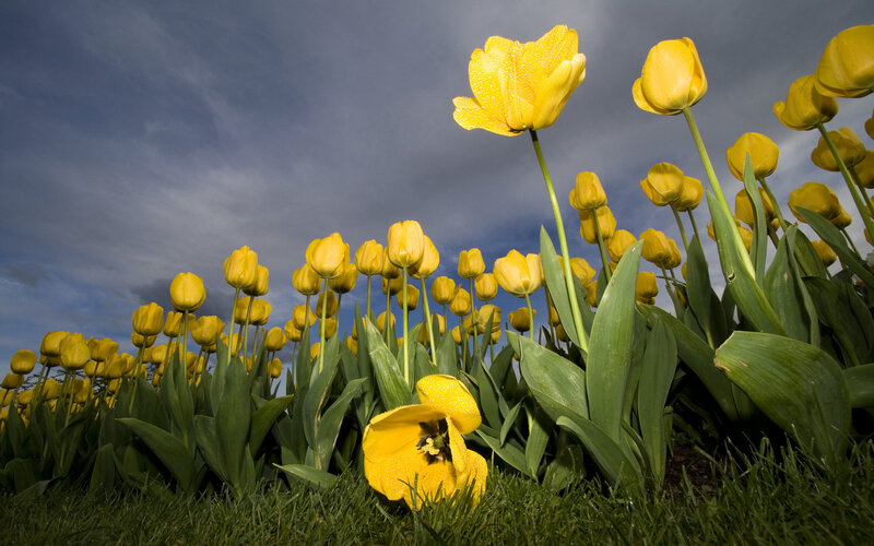 Yellow Tulips in Field — Dramatic, Morning, Photograph