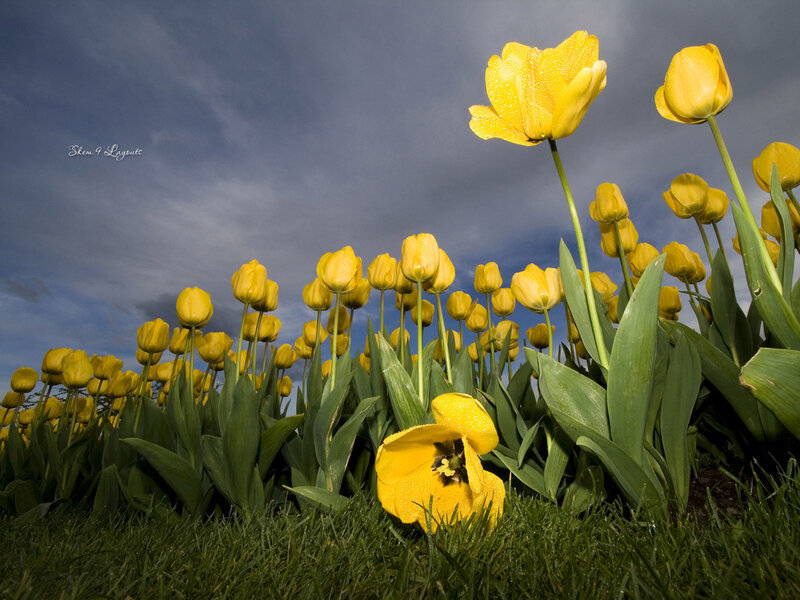 Yellow Tulips in Field — Dramatic, Morning