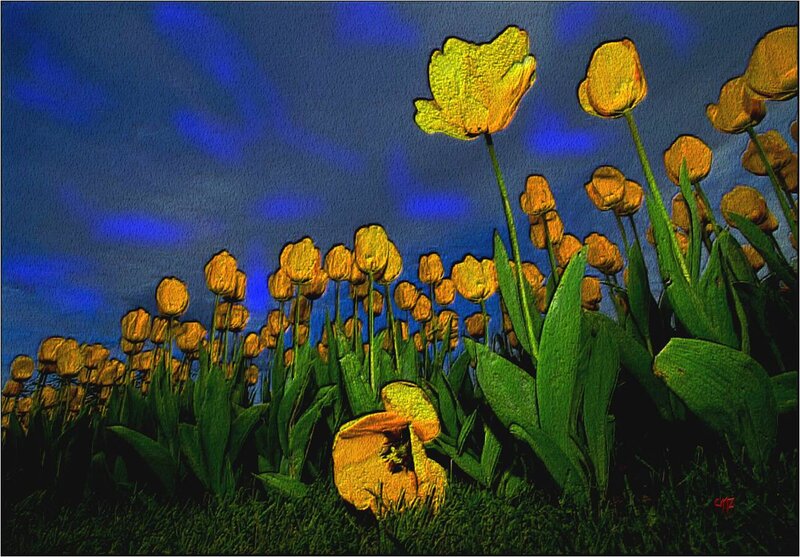 Yellow Tulips in Field — Dramatic, Night
