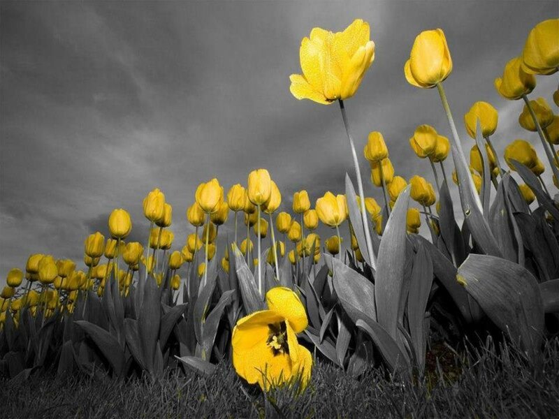 Yellow Tulips in Field — Dramatic, Photograph