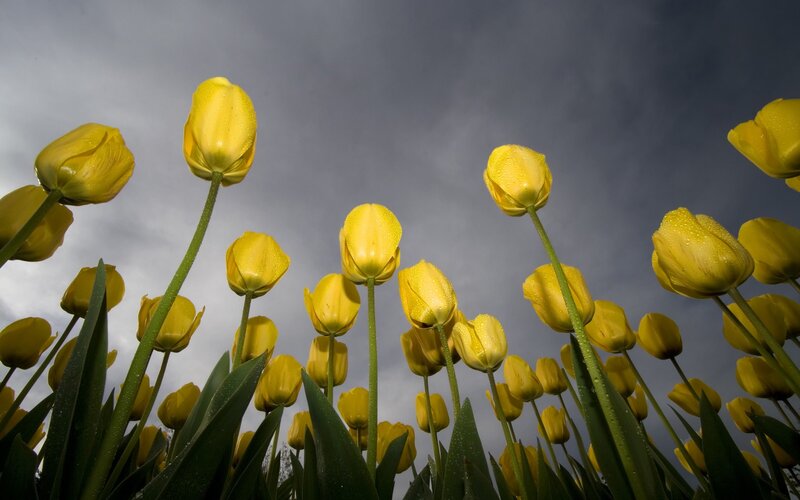 Yellow Tulips in Field — Dramatic, Spring, Photograph, Flowers, Sky
