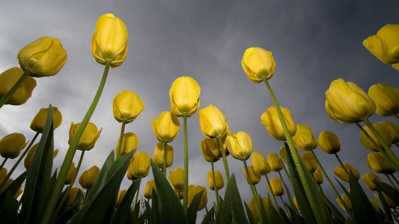 Yellow Tulips in Field — Dramatic, Spring, Photograph, Flowers