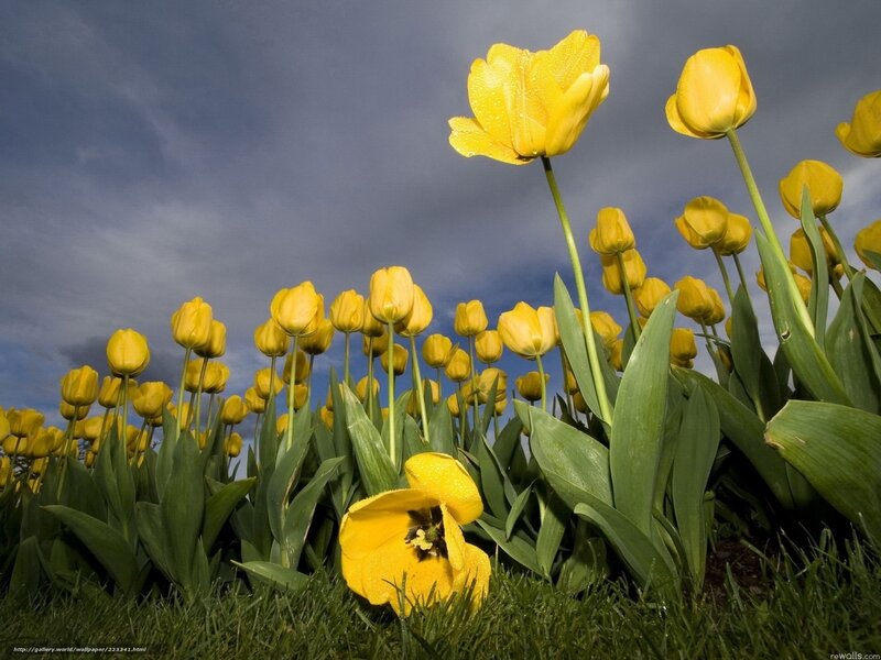 Yellow Tulips in Field — Dramatic, Spring, Photograph, Sky, Grass, Leaves