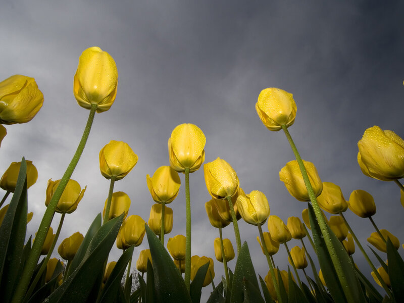 Yellow Tulips in Field — Dramatic, Spring, Photograph, Sky, Raindrops, Green Stems