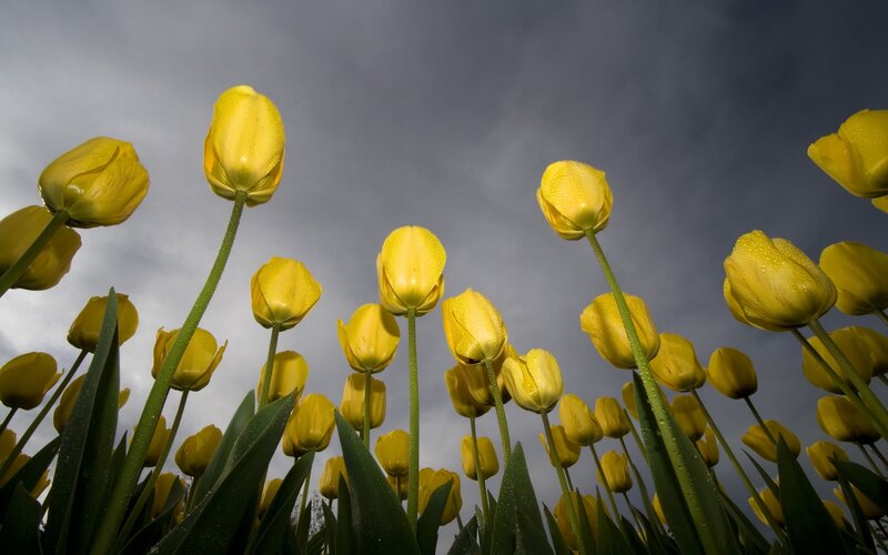 Yellow Tulips in Field — Dramatic, Spring, Photograph, Sky, Raindrops