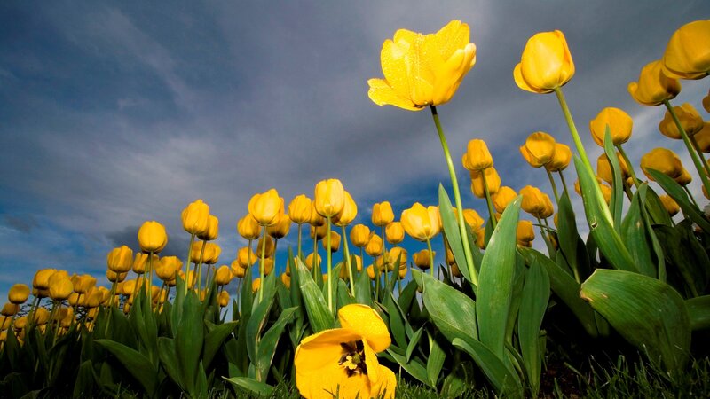 Yellow Tulips in Field — Dramatic, Spring, Photograph, Sky