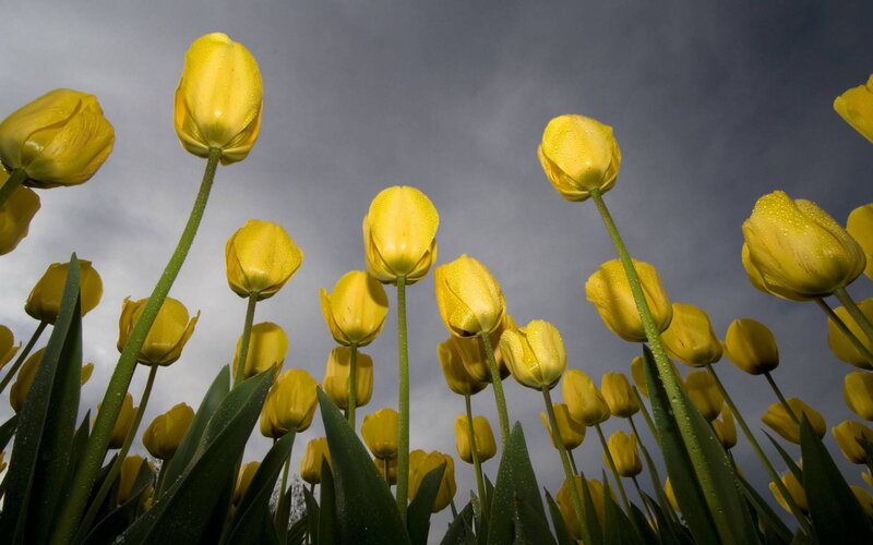 Yellow Tulips in Field — Dramatic, Spring, Photograph, Tulip