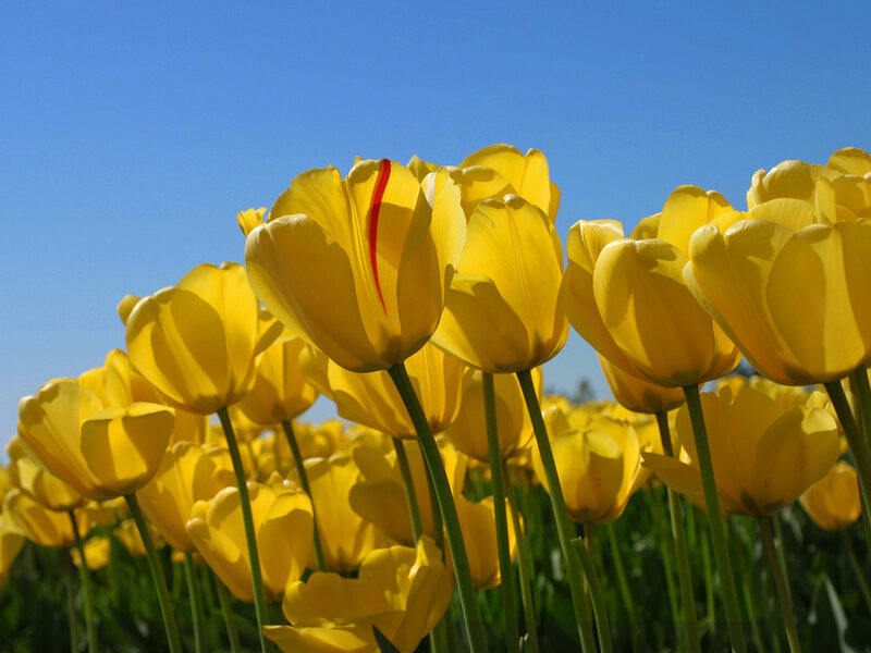 Yellow Tulips in Field — Serene, Afternoon, Photograph, Blue Sky