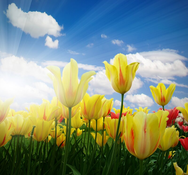 Yellow Tulips in Field — Serene, Afternoon, Photograph, Sky