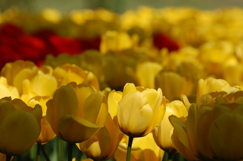 Yellow Tulips in Field — Serene, Afternoon
