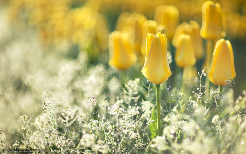 Yellow Tulips in Field — Serene, Morning, Photograph, Grass