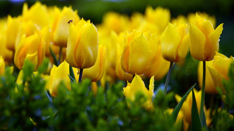 Yellow Tulips in Field — Serene, Morning, Photograph