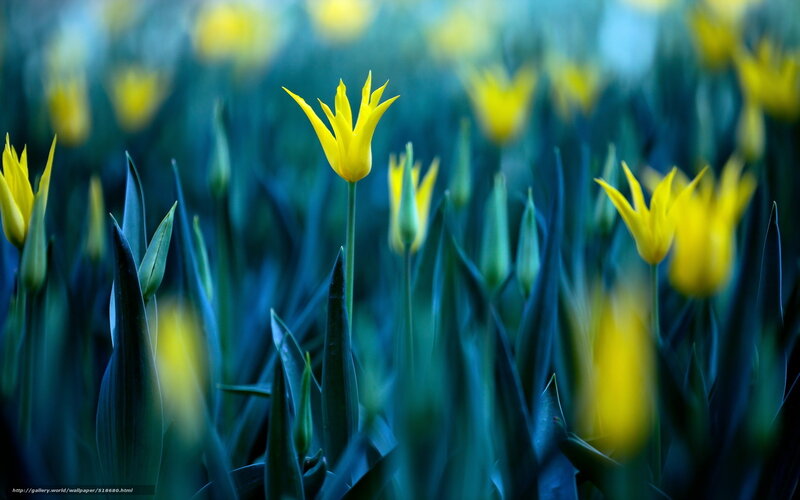 Yellow Tulips in Field — Serene, Spring, Photograph, Flowers, Leaves