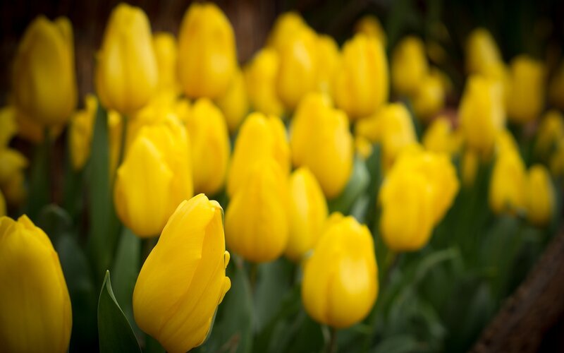 Yellow Tulips in Field — Serene, Spring, Photograph, Green Leaves, Bloom