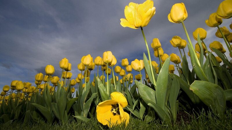 Yellow Tulips in Field — Serene, Spring, Photograph, Green Leaves, Sky
