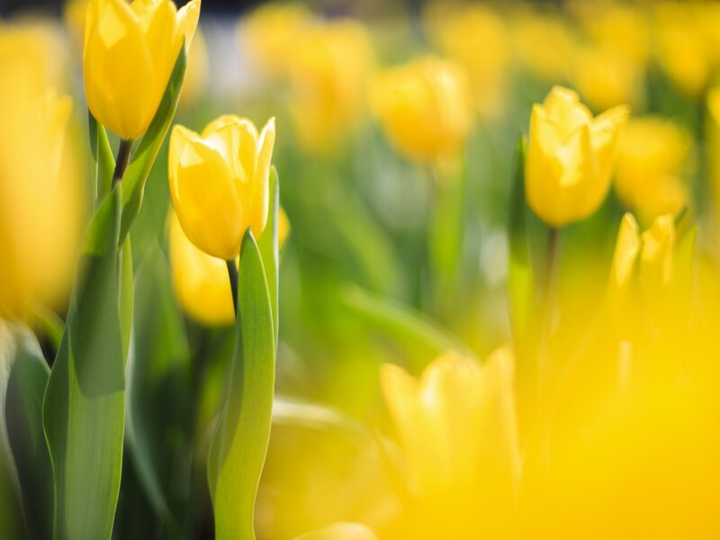 Yellow Tulips in Field — Serene, Spring, Photograph, Green Leaves
