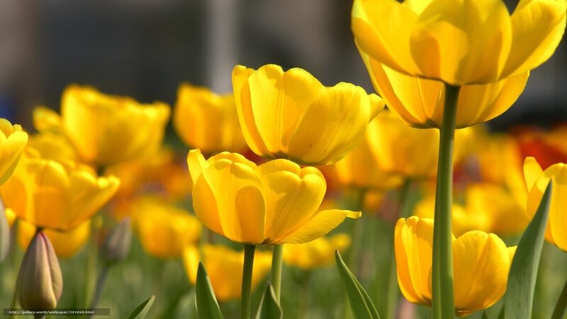 Yellow Tulips in Field — Serene, Spring, Photograph, Green Stems, Buds