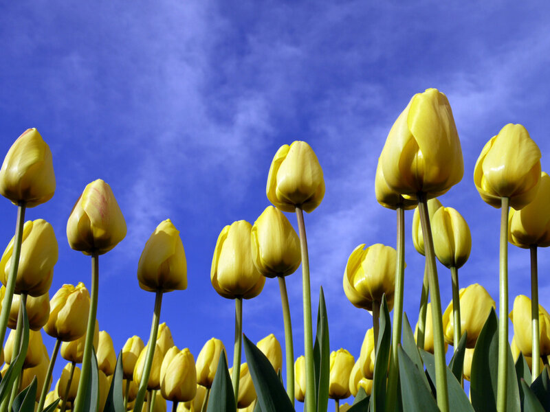 Yellow Tulips in Field — Serene, Spring, Photograph, Sky, Clouds